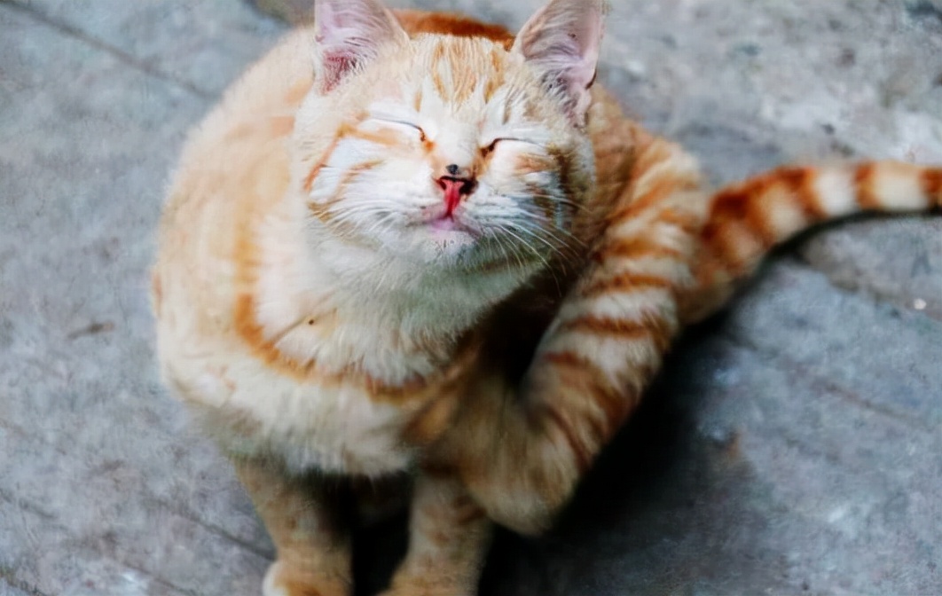 猫咪有这6种症状，请立马“驱虫”