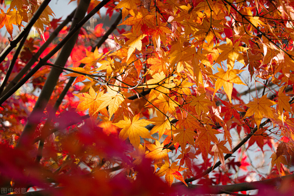 当梦想照进现实——旅英学习生活总结