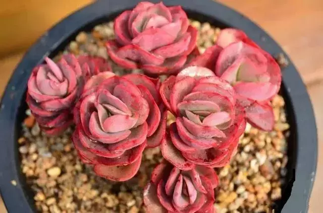 多肉的种植应模拟其原生环境?这三种营养元素对多肉来说很重要!