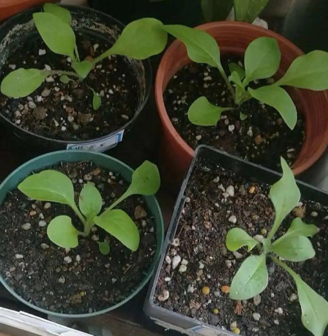 打罩丸的故事寓意 _飞翔号