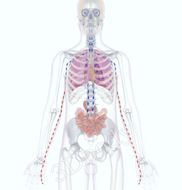 最新经络图，精美3D动态循行图，详细易懂