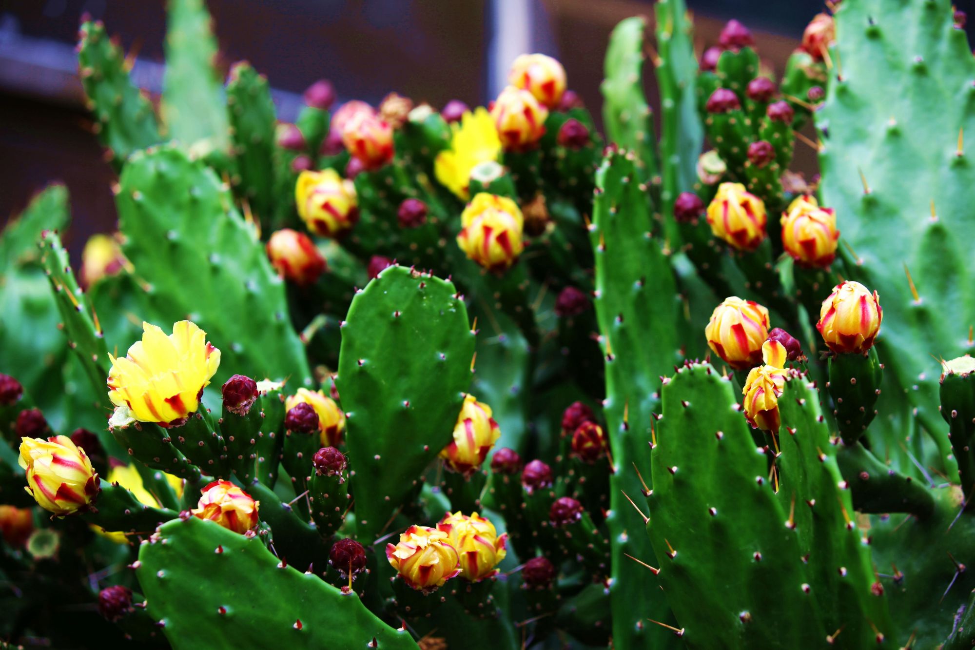 仙人掌属于多肉植物,其实非常容易养殖,不仅耐干耐旱,同时也能很好的