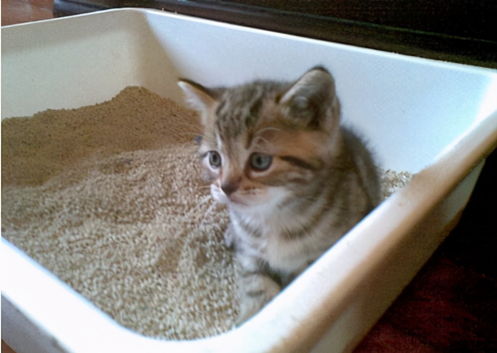猫咪拉稀怎么解决？