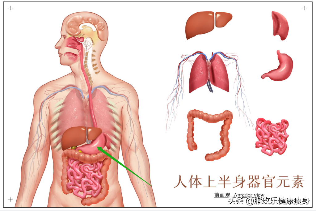 胃在什么位置准确图(肚子饿，总是管不住嘴？你的胃就是这样一点点撑大的…)