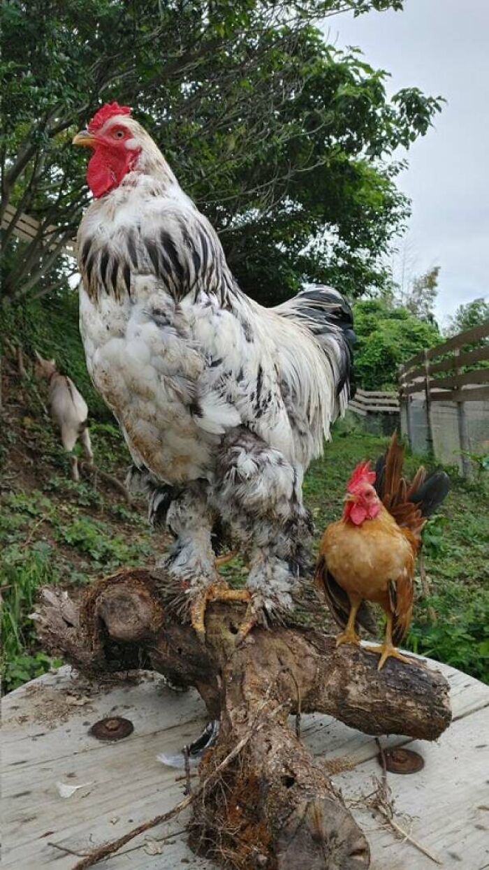 35张罕见的“大”照片，鸭子1米高，鸡只要够大也能看家护院