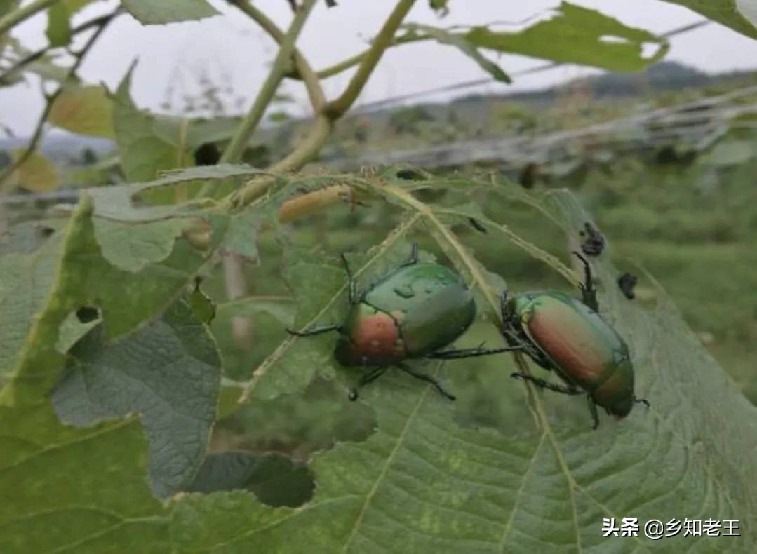 地下害虫蛴螬为何越治越多?了解生活习性才能有效灭杀