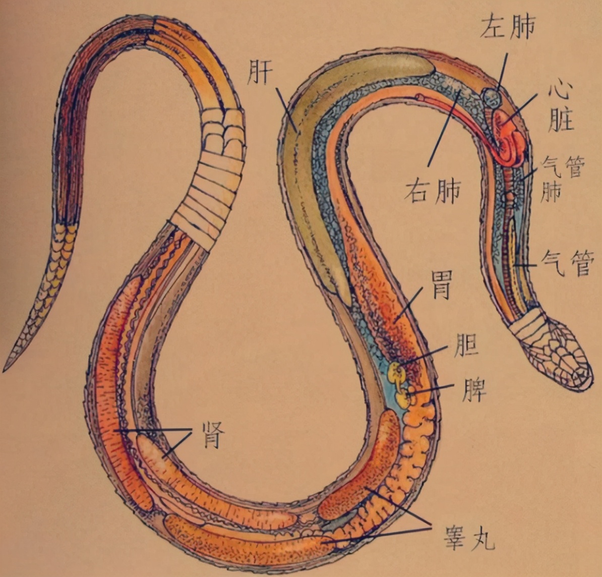 打蛇打七寸的七寸是指 打蛇打七寸是什么生肖-朝阳百科