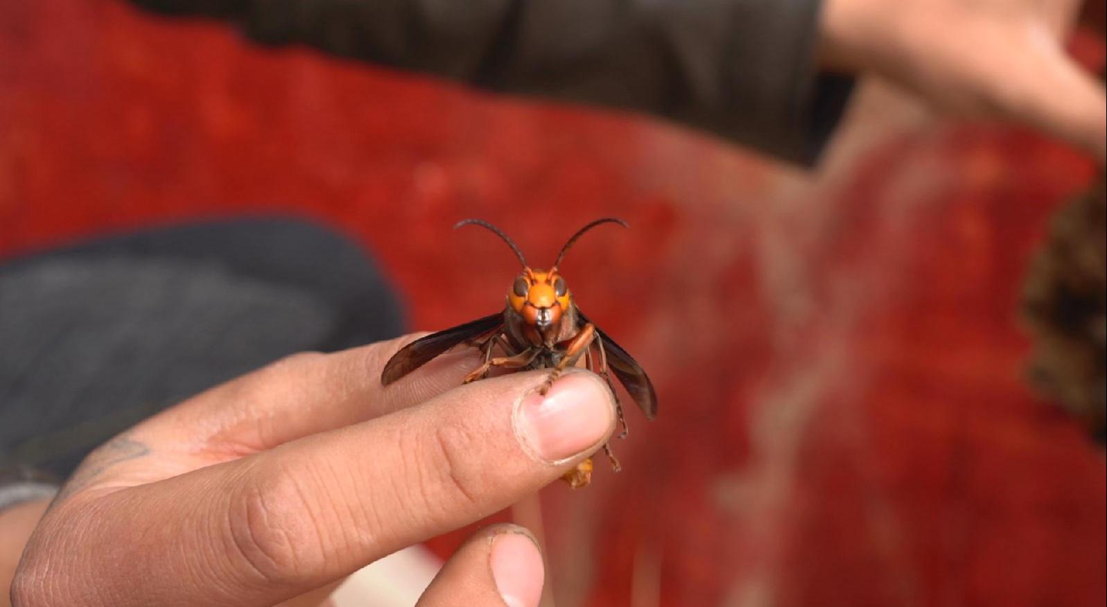 广西90后小伙合伙巧养"虎头蜂"带动村民共享百万利润