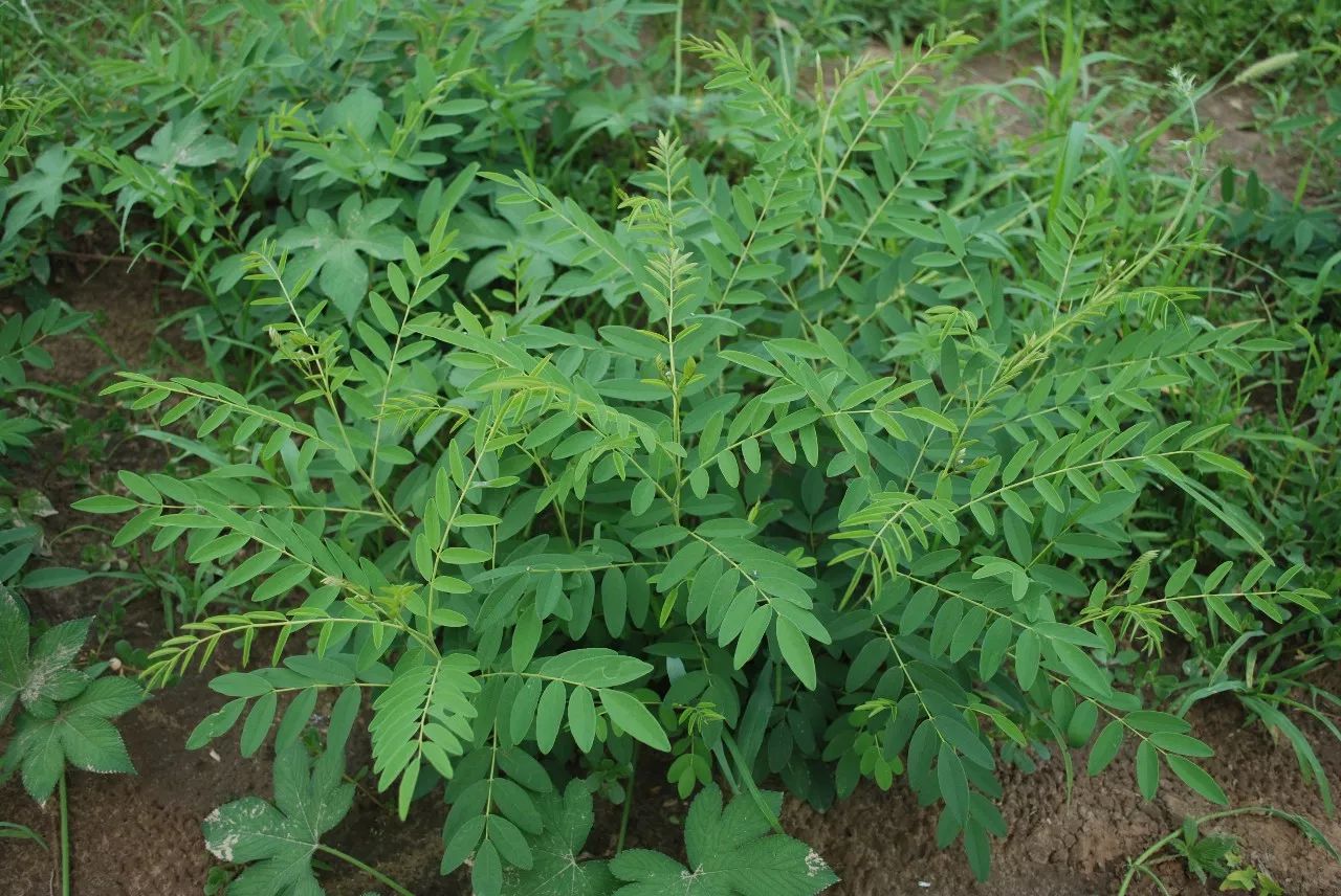 苦参汤的组成(每日中药-苦参)