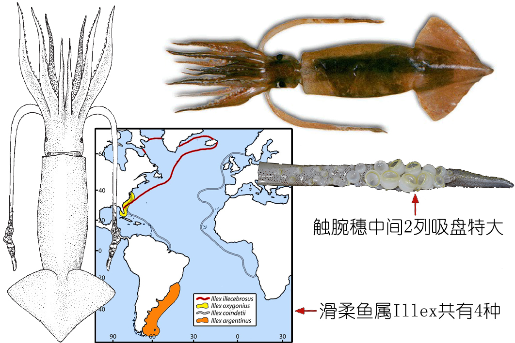 阿根廷滑柔鱼/illex argentinus,又名阿根廷鱿鱼,俗称阿鱿,英文叫