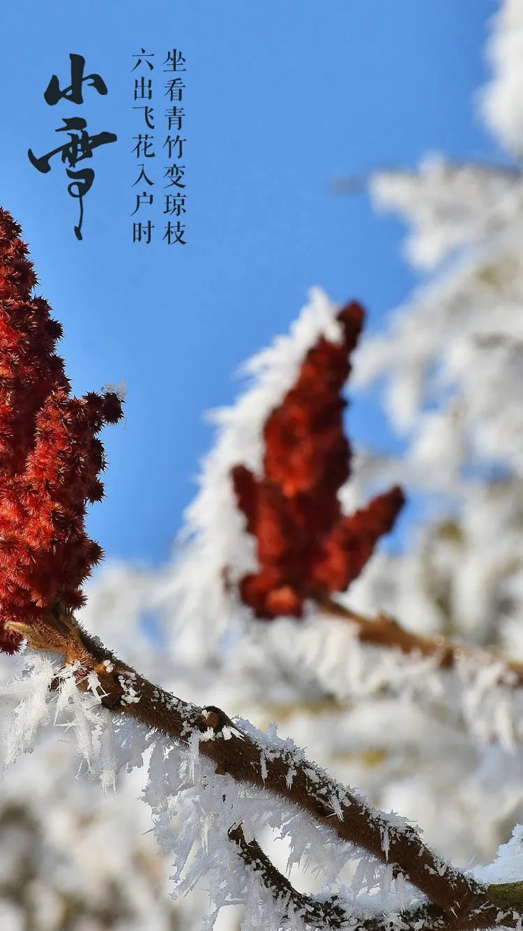 「美文美图」小雪，在最美的诗词里，遇见最美的小雪