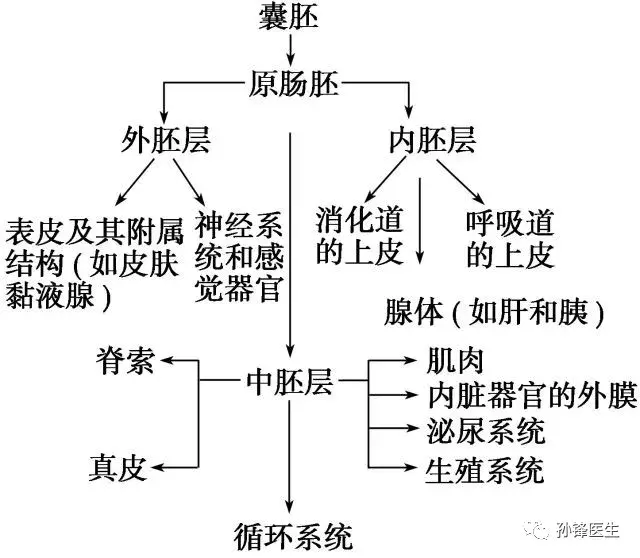 医学趣闻︱病理科医生“太黑心”，做免疫组化干什么