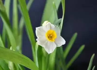 各种花的寓意及花语（100种花的花语大全）