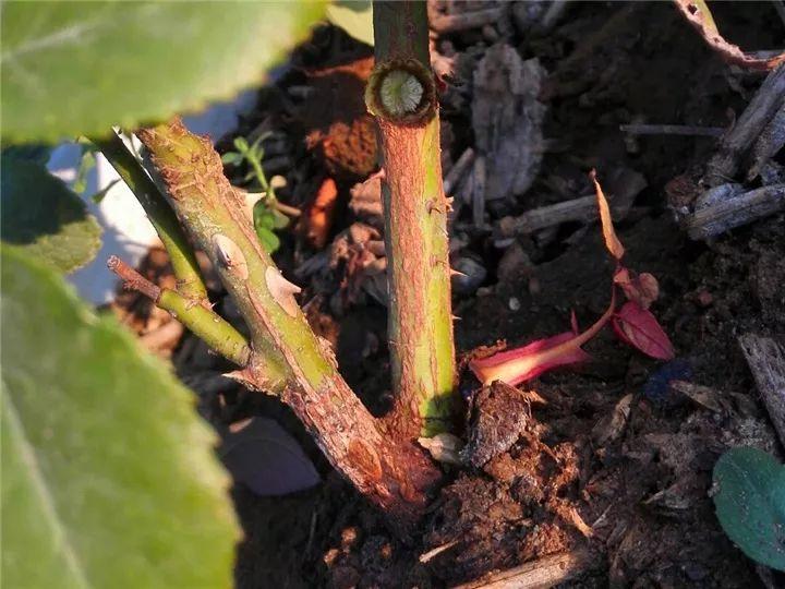 想要长寿花冬天抗冻一点,趁现在撒把肥,叶子厚实开花还多