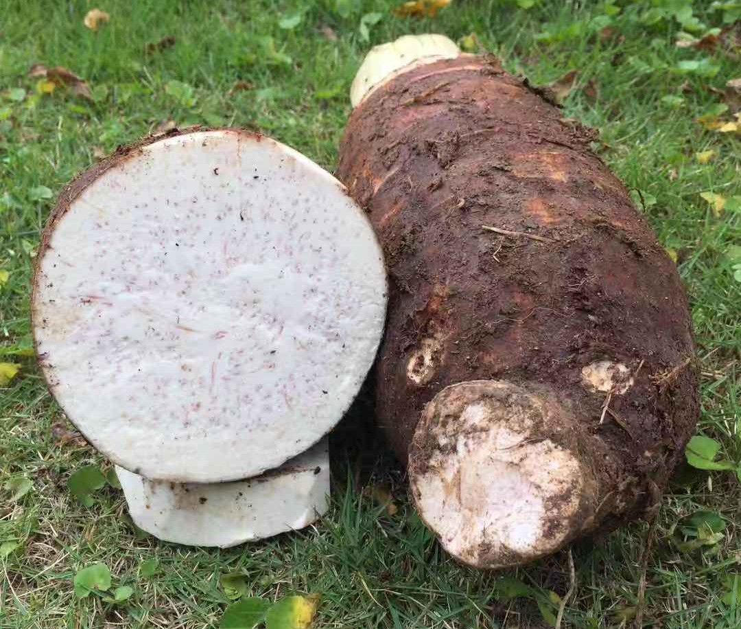 修仁薯莨是什么东西(芋头和修仁薯莨) - 风集网