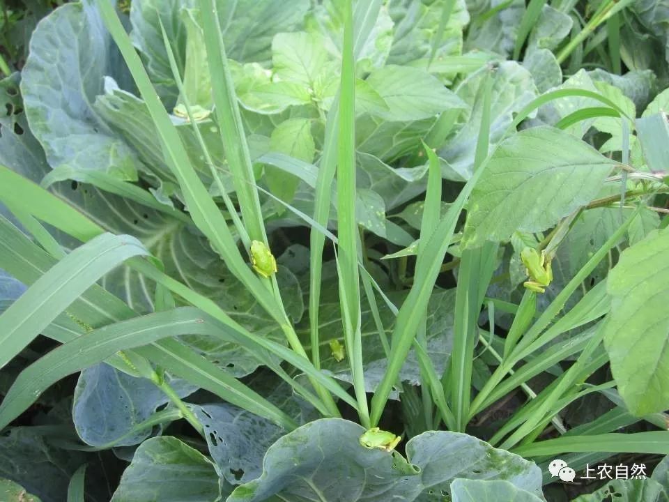 农田里的益虫大盘点