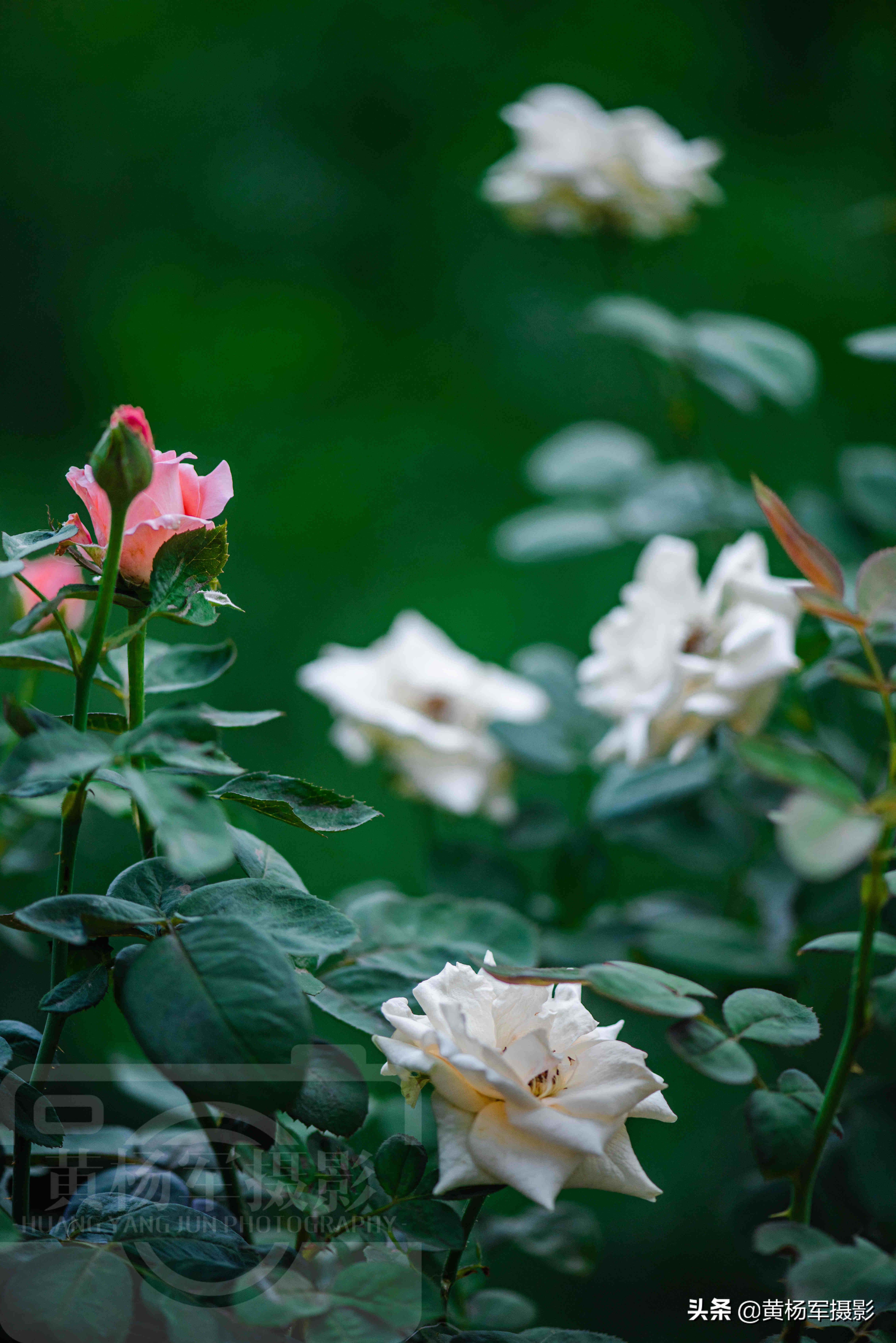 玫瑰花绚烂怒放的美丽，芳香花开的蔷薇科百态多姿，特漂亮的植物