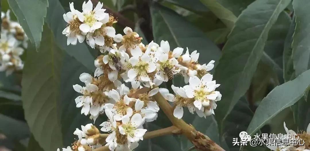 枇杷是哪里的特产（枇杷产地哪里最有名）-第10张图片-巴山号