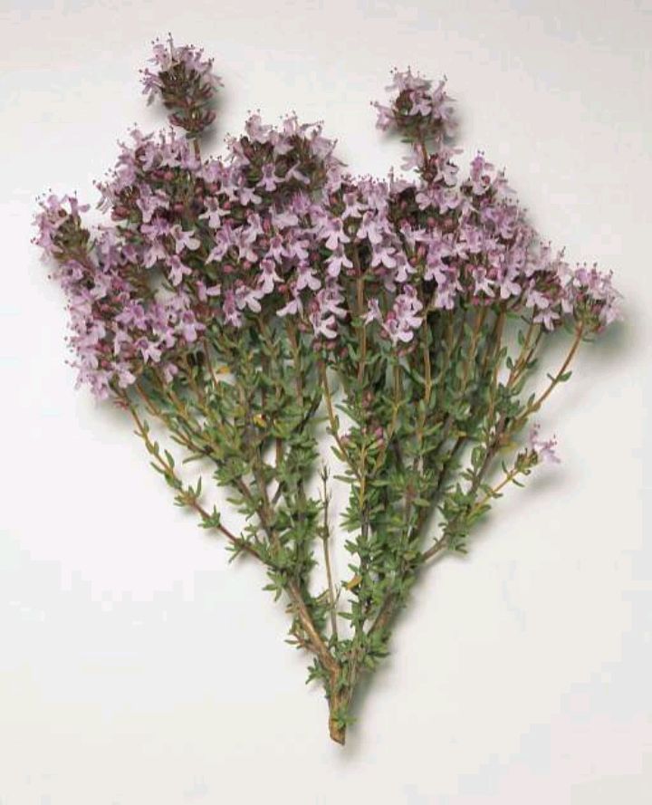 百香草的介绍(百里香的植物学特点及用途)