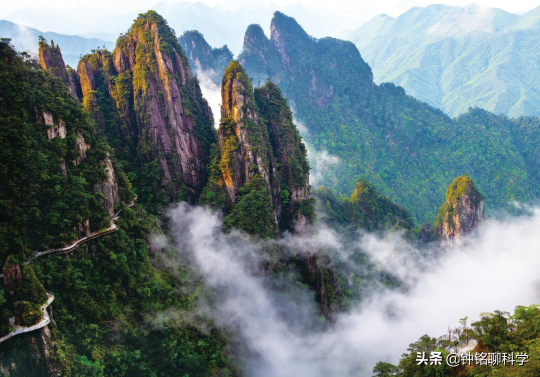 “蛇中熊猫”莽山烙铁头有多珍稀？为啥总被外国人惦记？