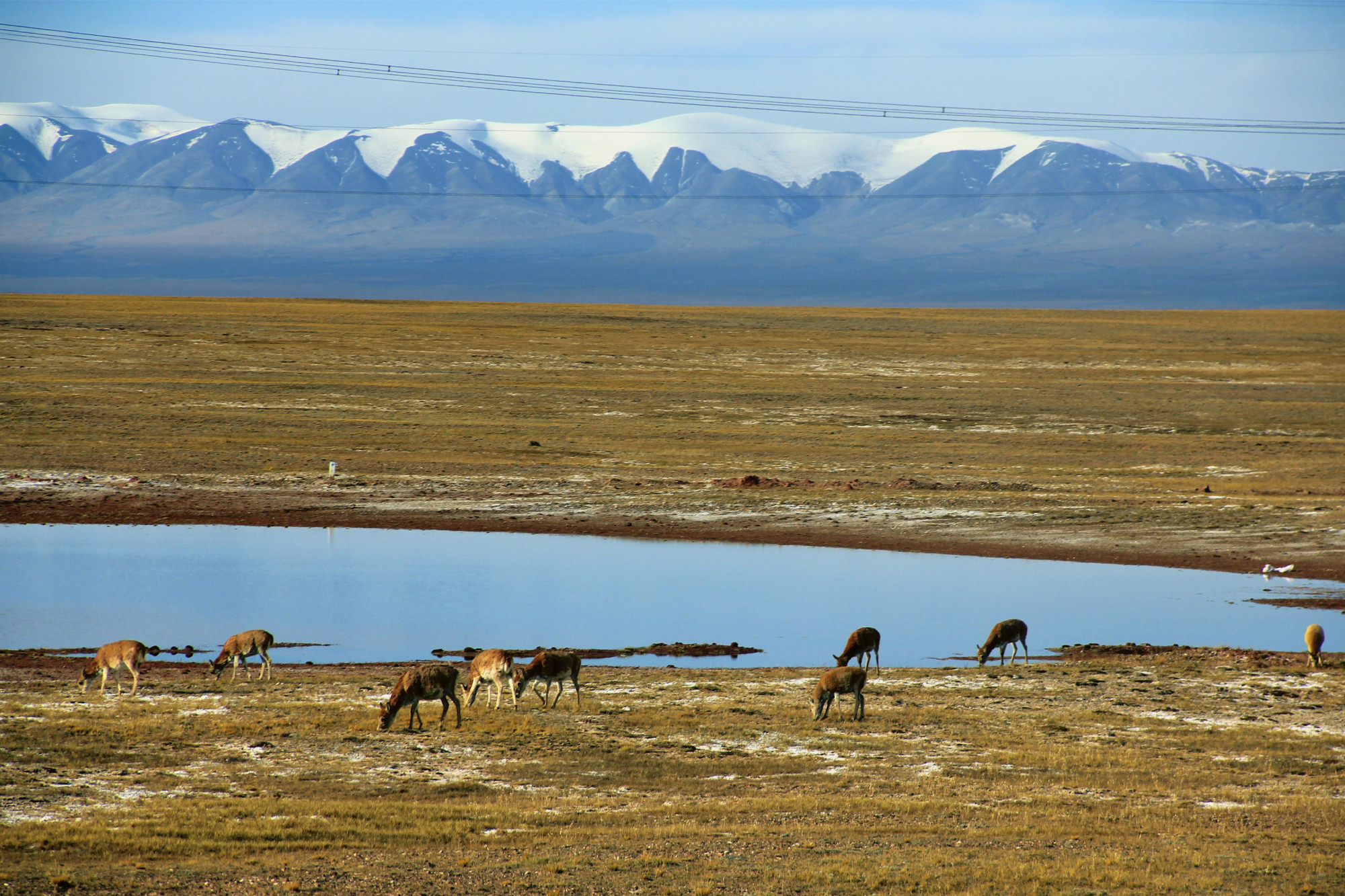 可可西里自然保护区 可可西里国家保护区-文化号