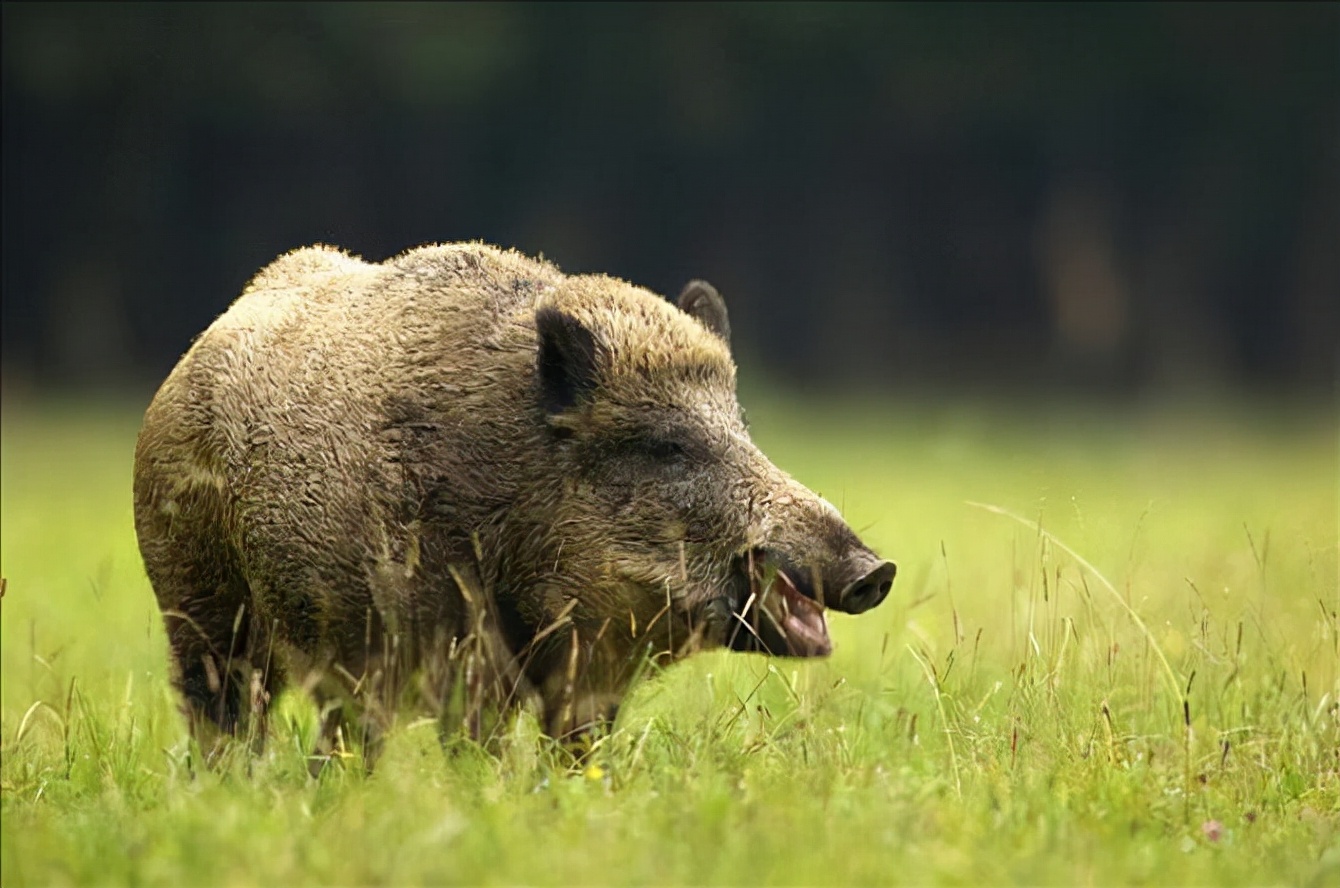 今日海南野猪下山咬人_海南野猪数量_云百科