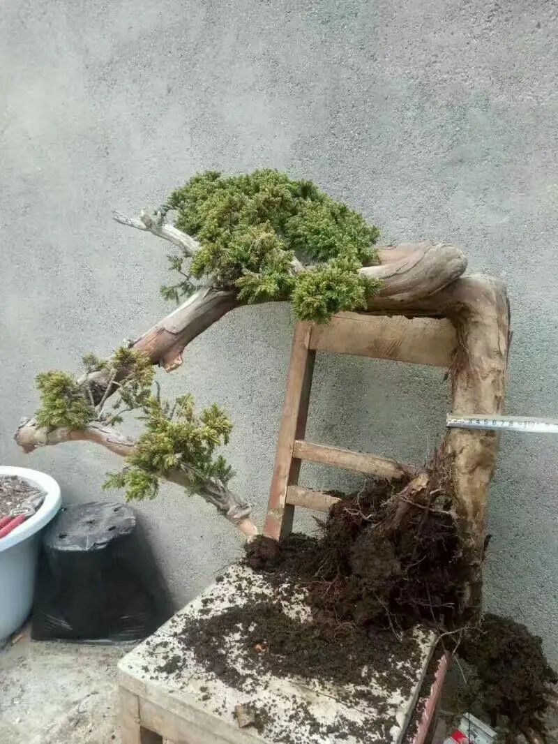 遇上地柏不能错过,物善其用,它可是最佳盆景造型练手材料