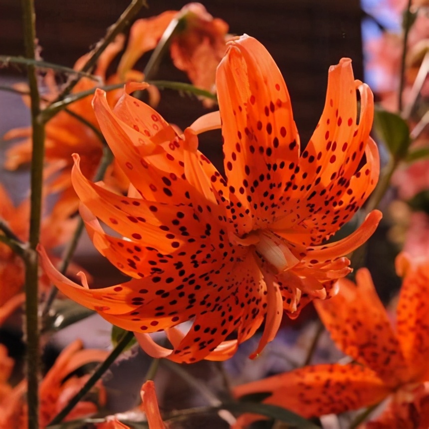 卷丹百合的种植方法（百合大花卷丹标准化种植技术）