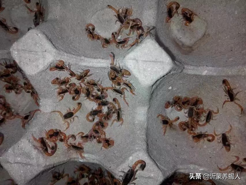 養蝎子騙局,河南平頂山養蝎子騙局