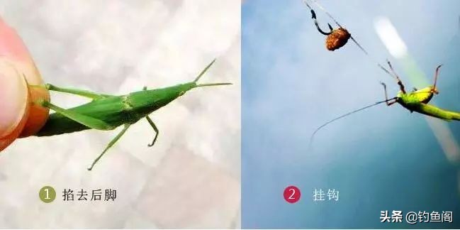 ĸãĸһ㣩-Ʒ