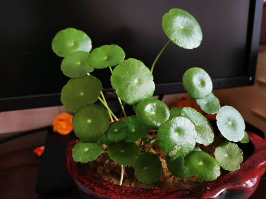 铜钱草唯美句子