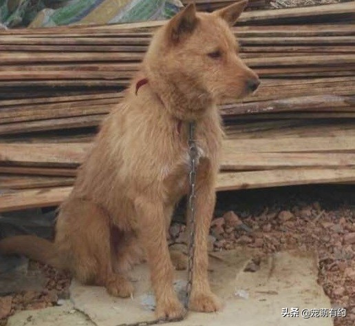广西土猎犬性格特点(穿梭在丛林深处，保留原始猎性的本土优秀猎犬，现已濒临灭绝)