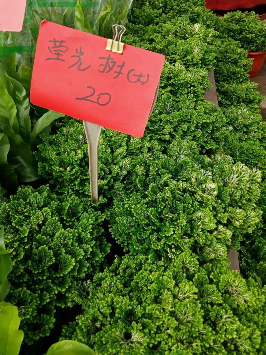 九死還魂草,九死還魂草的功效與作用