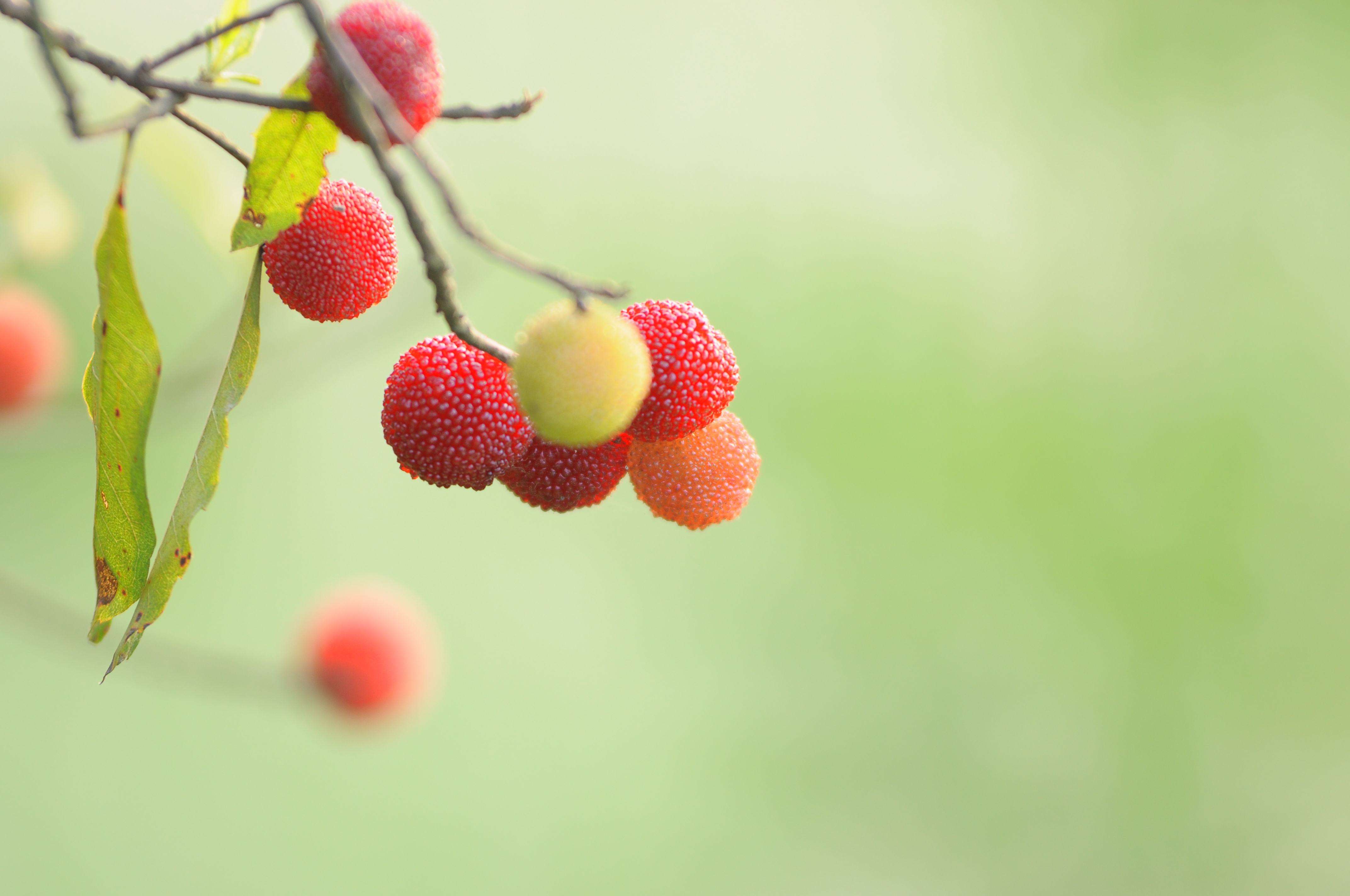 杨梅花图片(杨梅开花无人知) - 赤虎壹号