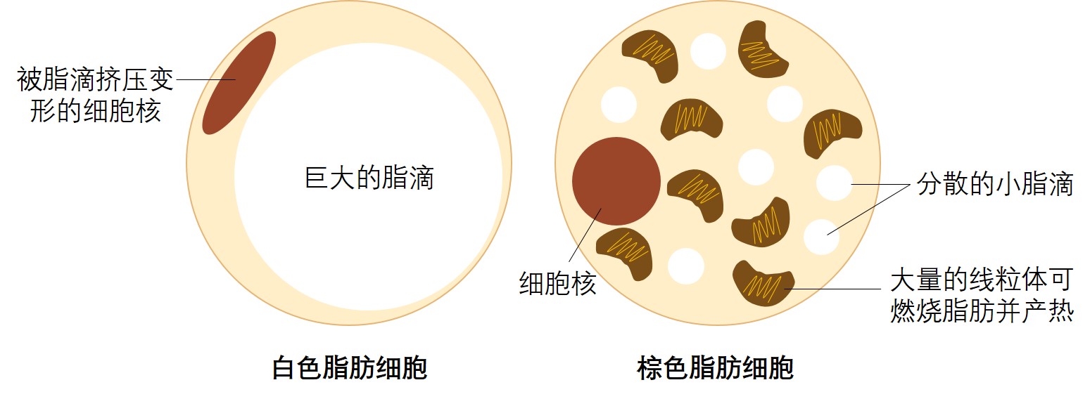 根據脂肪細胞的顏色,結構和功能不同,可將脂肪組織分為白色脂肪與棕色