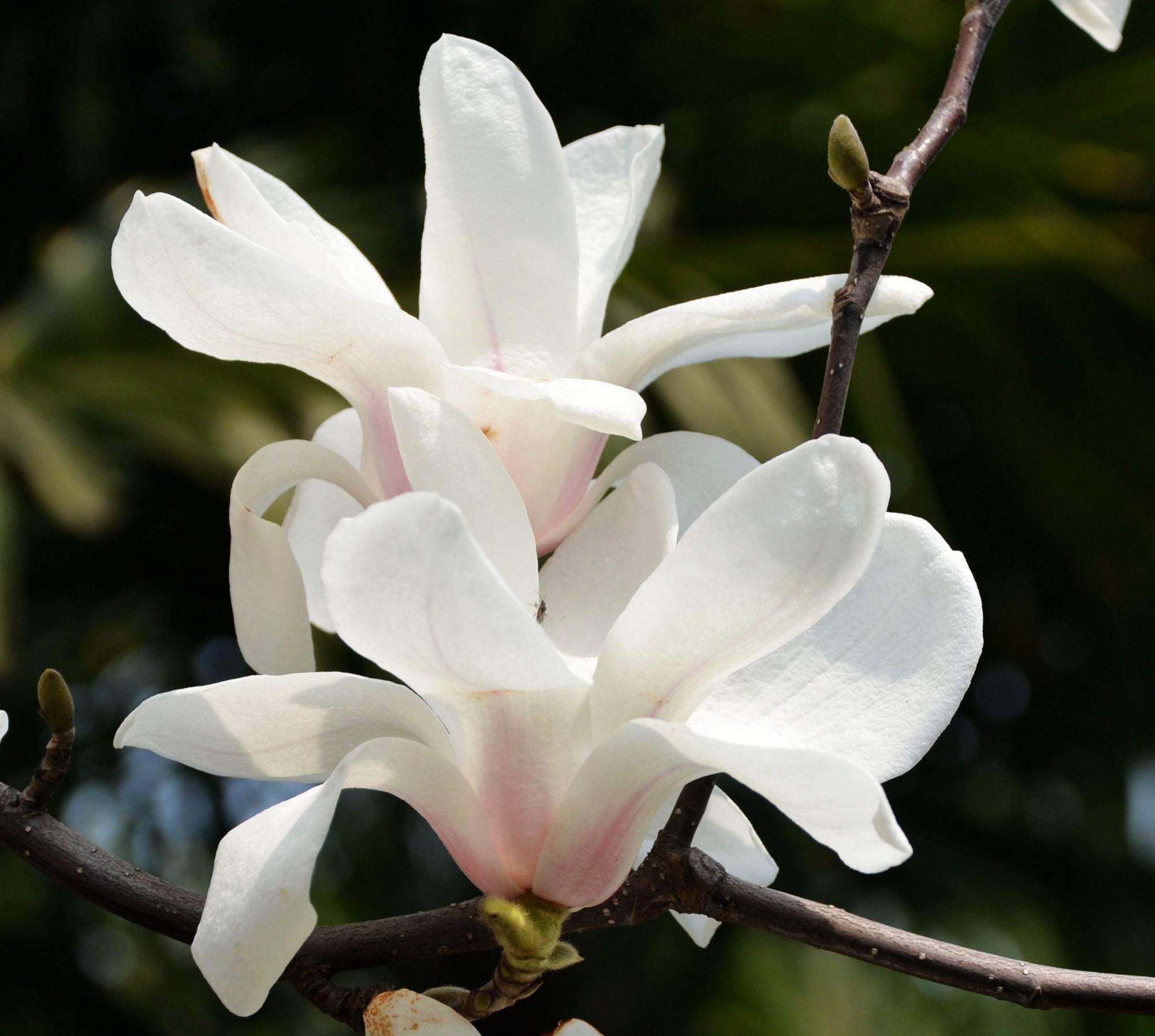 白玉兰开花味道重,室内养护会遇到这些问题,这么解决就行