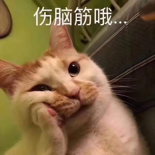 给猫咪取什么名字，其实代表你的性格，准