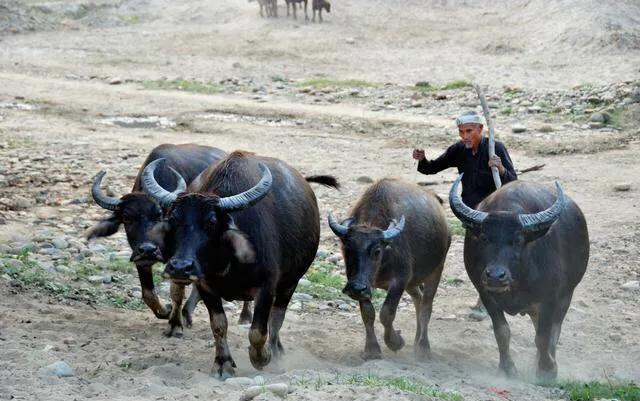 昆怎么读四牛？详解汉字昆的正确读音及文化内涵，揭示其与牛相关的字义演变。