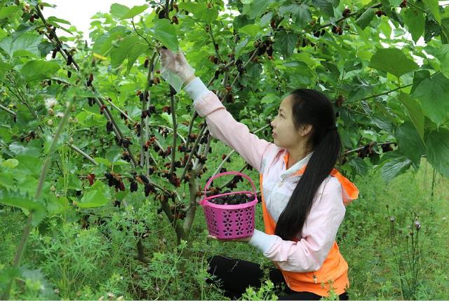 桑葚树苗怎样种植（高产桑果种植的方法详细步骤）