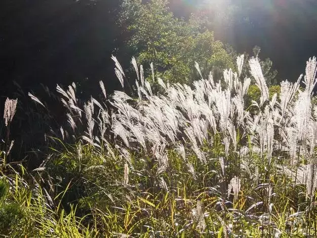 荆棘的意思 藤蔓的意思