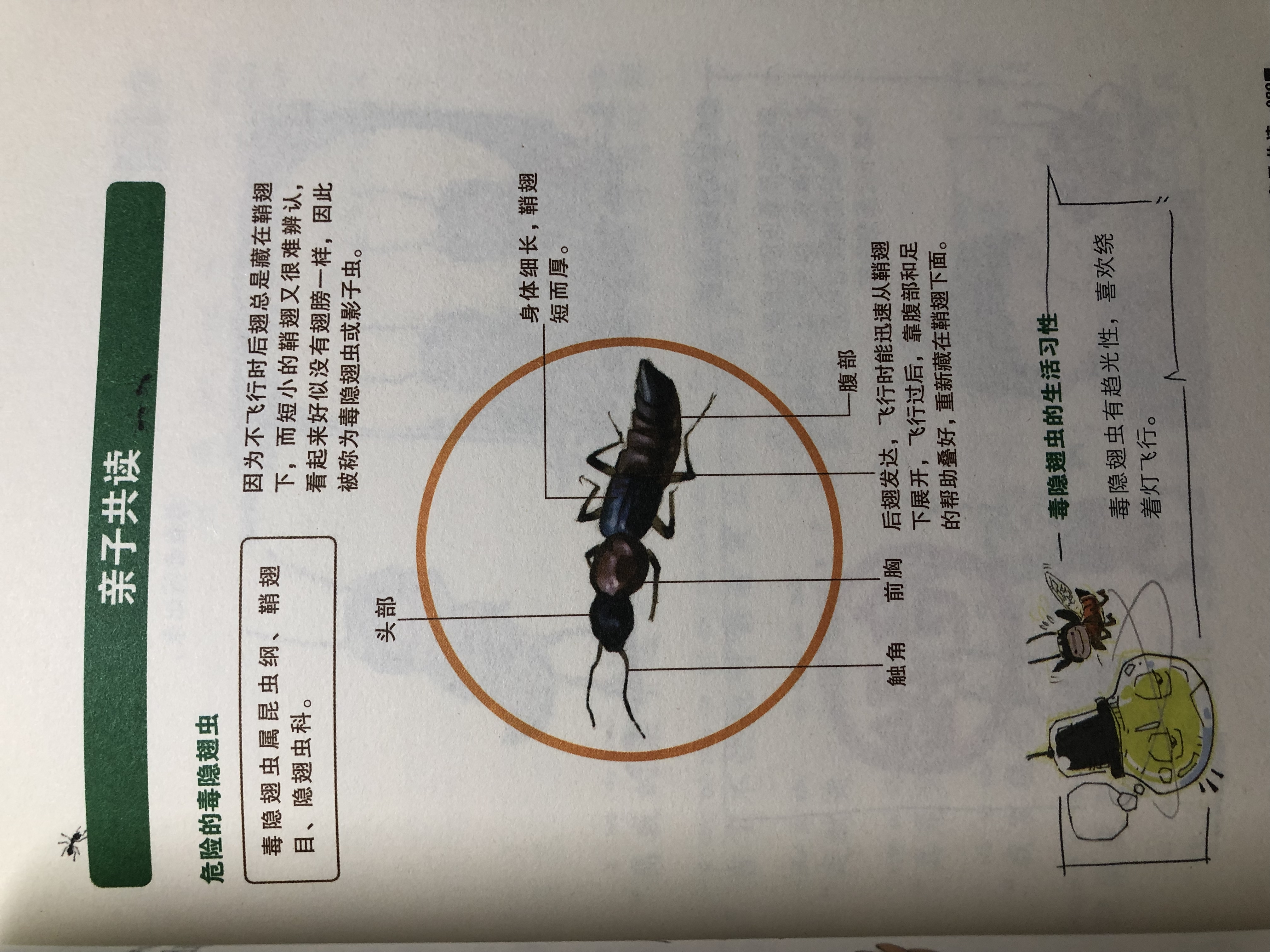 这本昆虫百科故事书，5岁小朋友听了都觉得有趣，轻松涨知识