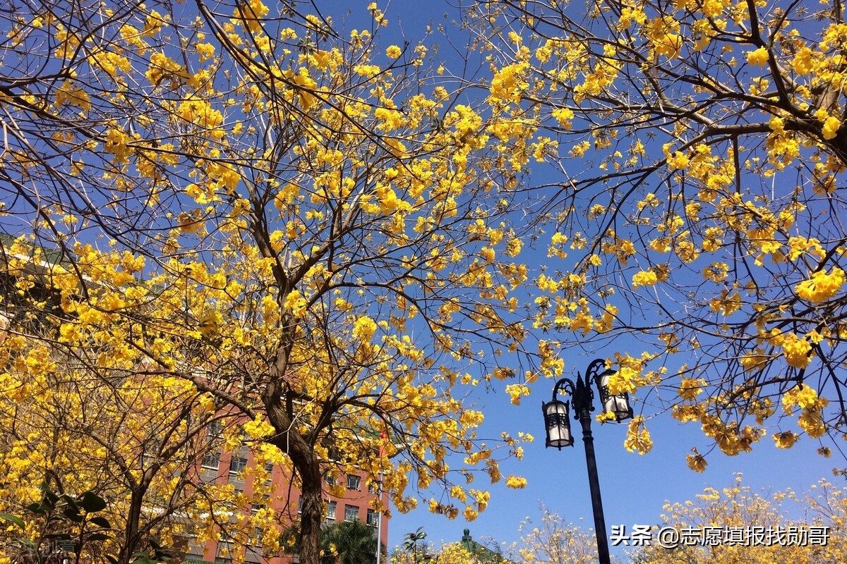 广东很低调的一所大学，学科实力强，填志愿时不要直接忽略