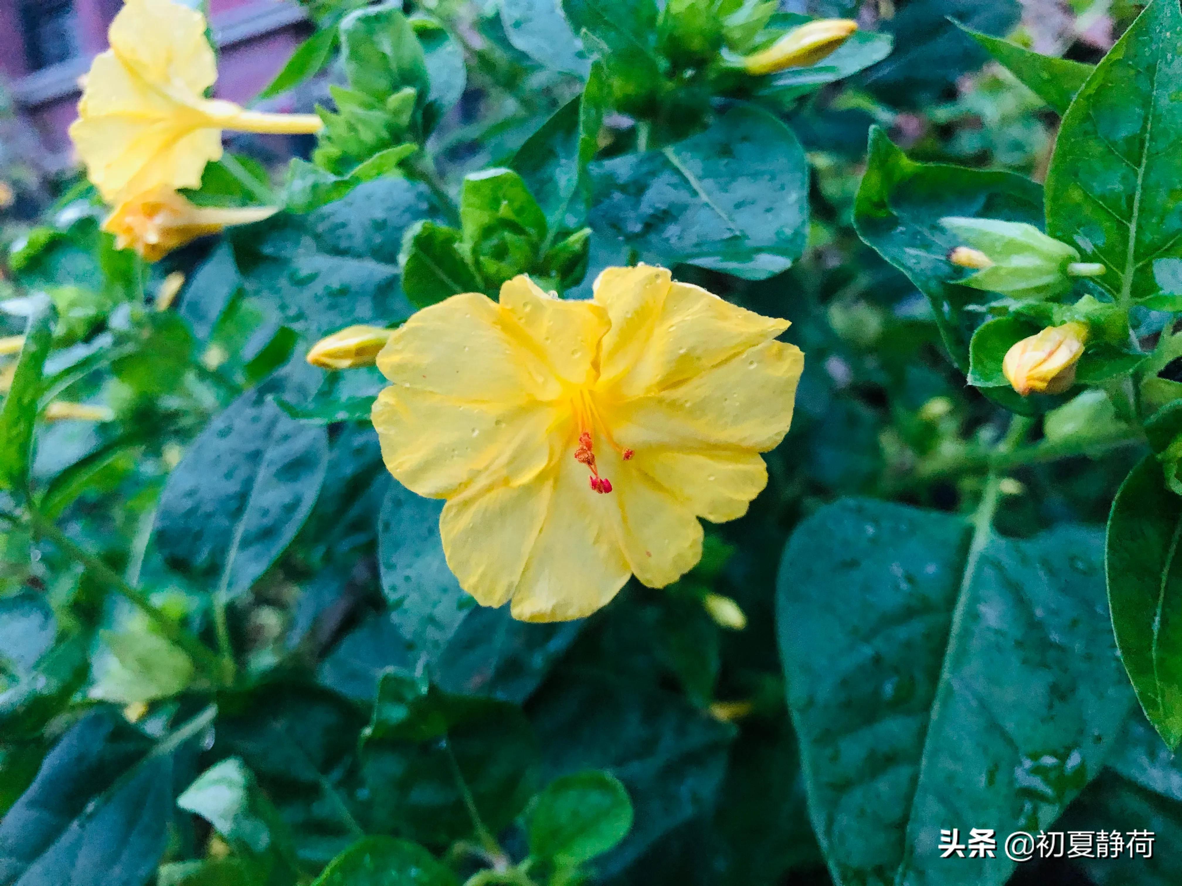 秋雨的深情，都藏在了花中，傍晚随笔