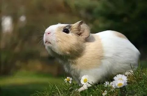 天竺鼠好养吗 天竺鼠和仓鼠的区别 - 百科叔叔