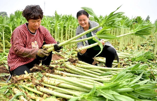 莴笋的“兄弟”，晒干后叫“贡菜”，常年20元每斤，1年能种两季