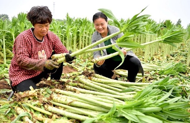 幹貢菜多少錢一斤萵筍的