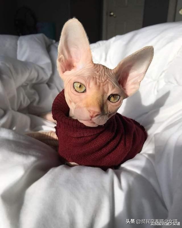 顿斯科伊猫来自俄罗斯,彼得秃猫来自俄罗斯,勒夫科伊猫来自乌克兰