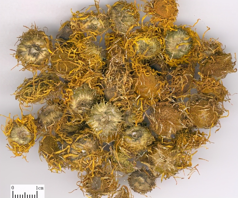 旋覆花功效与作用-我的快乐小窝