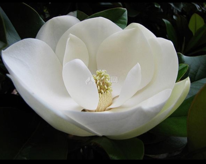 七言《咏广玉兰》：谁道孤芳自高冷，幽香随风散入怀。