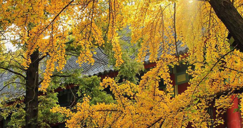 同是211师范大学，南京师范大学vs华中师范大学，谁的实力更强？